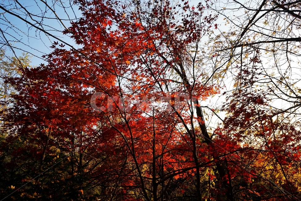 가을,단풍,단풍나무,붉은색,자연,화려함,가을풍경,autumn,fall,autumnleaves,plant,nature,계절,나무,븕은색,maple,red,season,colorful,느낌,감성,trees,branches,울긋불긋,자연autumn,mapletree,가을,계절,fall,autumn,season,식물,자연,plants,nature,leaf,잎,tree