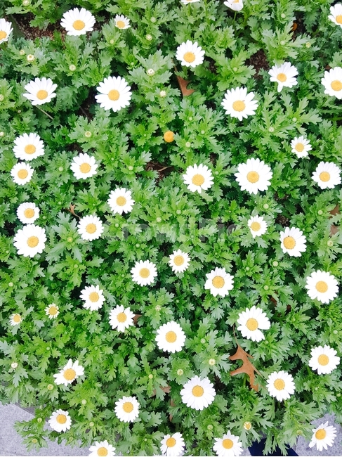 plant,식물,blossom,flower,꽃,초록색,꽃밭,야외,공원