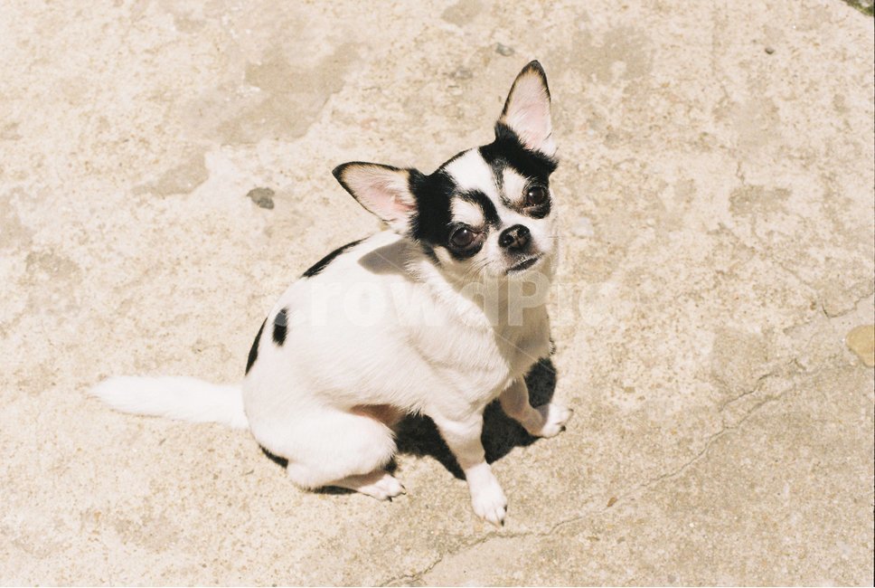 강아지,치와와,점박이강아지,dog,chiwhawha,puppy,개,동물,animal,포유류,mammal,개,강아지,dog,doggy