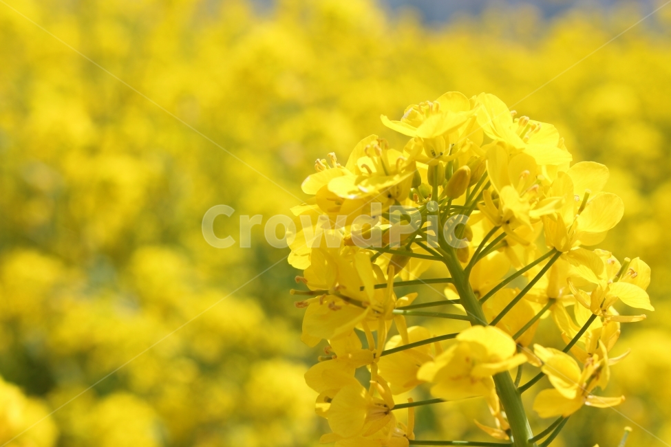 유채꽃,꽃,노란색꽃,봄꽃,예쁜꽃,봄,계절,spring,season,식물,자연,plants,nature,꽃,flower,plant