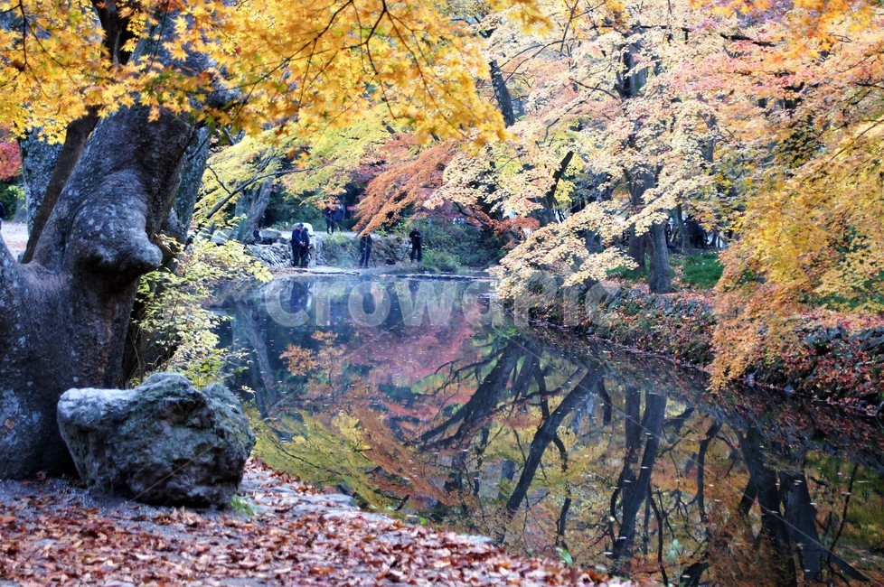 가을,단풍,나무,식물,자연,계곡물,그림자,자연풍경,감성,예쁨,아름다움,nature,autumn,trees,가을,계절,fall,autumn,season,plant