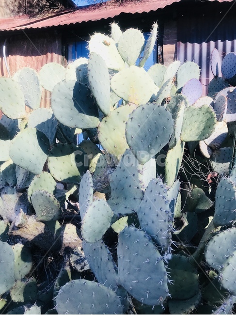 선인장,납작선인장,미국식물,야생,cactus