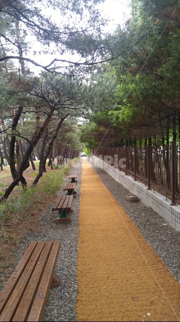 오솔길,산책,벤치,나무,산림욕,수풀,산책로,수풀림,상쾌한,야외