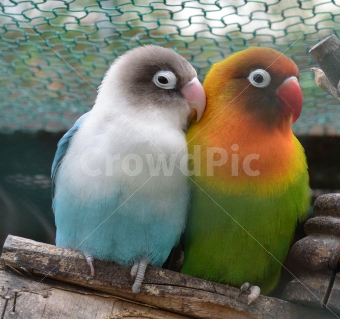 새,앵무새,parrot,animal,bird,quaker,조류,birds,암수앵무새,한쌍,동물,animal,조류,새,birds
