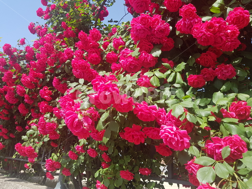 장미,장미꽃,rose,빨간색장미,빨강색장미,담벼락,빨간장미,붉은장미