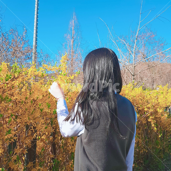 여자뒷모습,개나리,봄,분위기,꽃,학생,여성,감성적인,spring,flower,긴머리여자,교복,따뜻한
