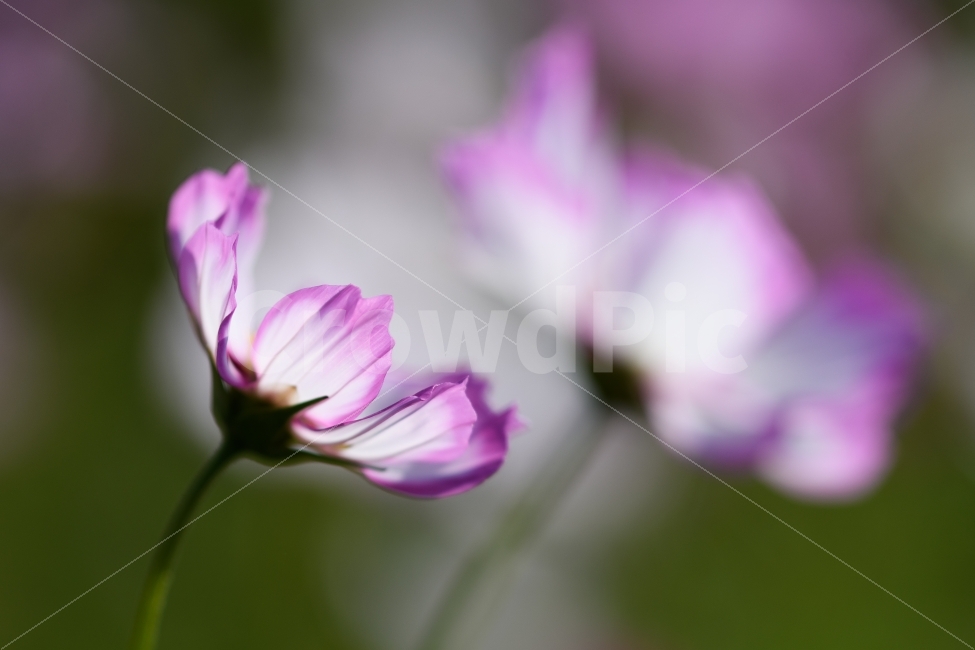 코스모스,가을,꽃,자연,감성,가을,계절,fall,autumn,season,식물,자연,plants,nature,꽃,flower,geranium,제라늄,blossom,plant