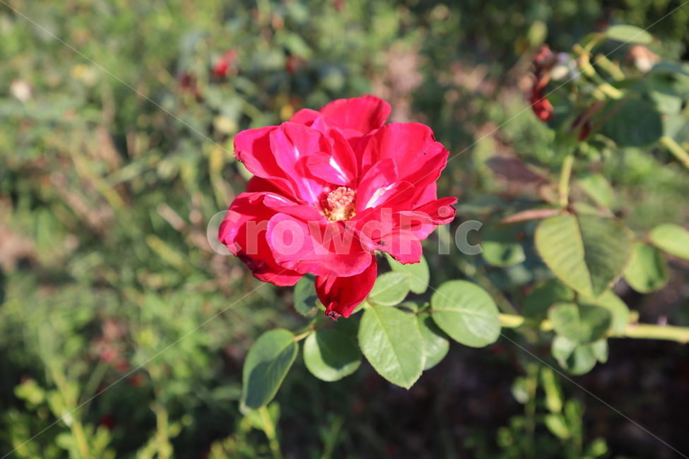 flower,빨간꽃,꽃,붉은꽃,장미