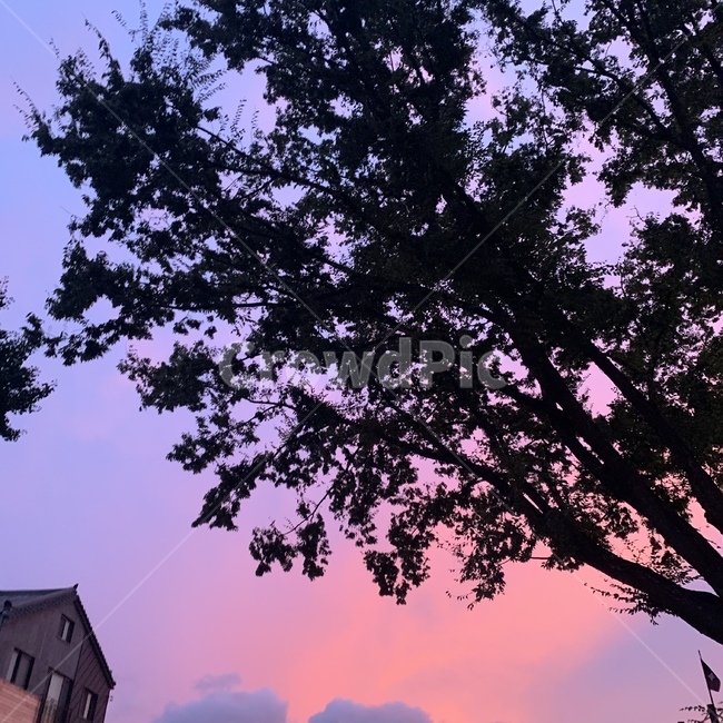 nature,자연,나무,tree,노을,식물,자연,plants,nature,나무,trees,wood
