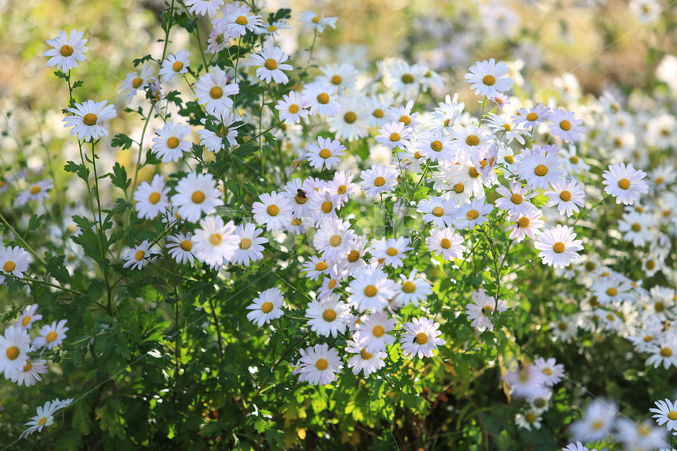 꽃,구절초,하양,flower,white,초록,green,식물,자연,plants,nature,꽃,flower