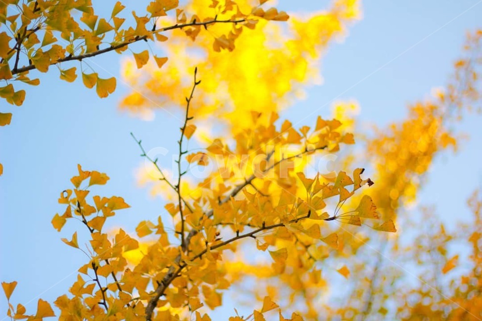 은행나무,노란색,하늘,은행잎,파란하늘,가을,계절,fall,autumn,season,식물,자연,plants,nature,감성,sensible,feeling,leaf,잎,plant,tree,나무