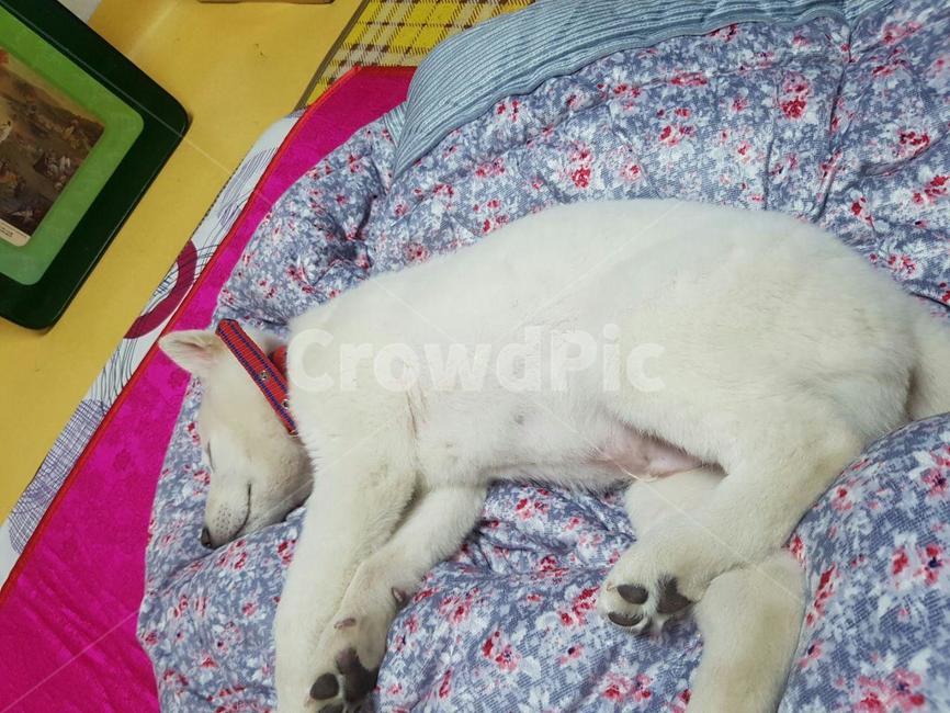 애완견,잠자는강아지,풍산개,dog,귀여운강아지