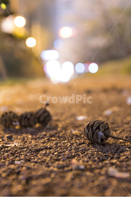 봄,벚꽃,꽃잎,낙화,분위기,감성,야경,밤,풍경,nightscape,night,landscape,감성,sensible,feeling,dirt road,흙길,road,도로,gravel,자갈