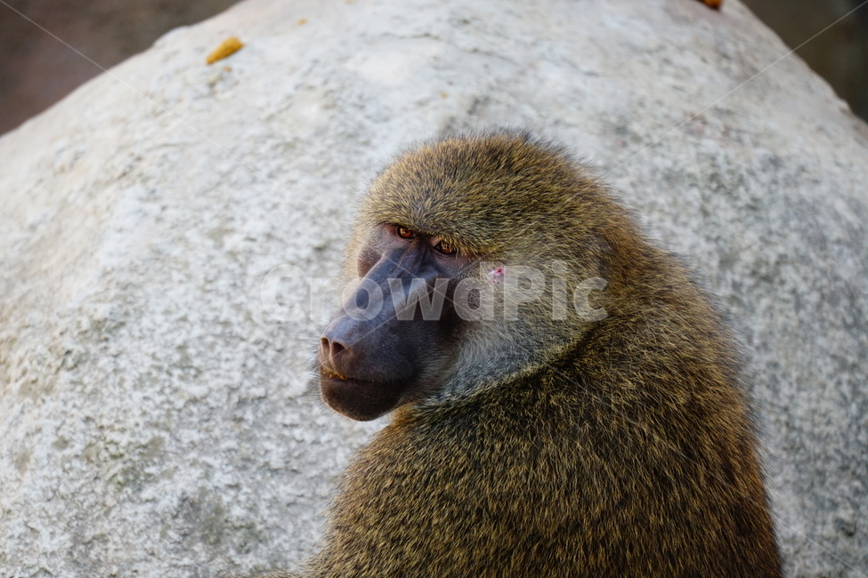 원숭이,아누비스개코원숭이,동물,animal,포유류,olivebaboon,anubisbaboon,monkey,동물,animal,포유류,mammal