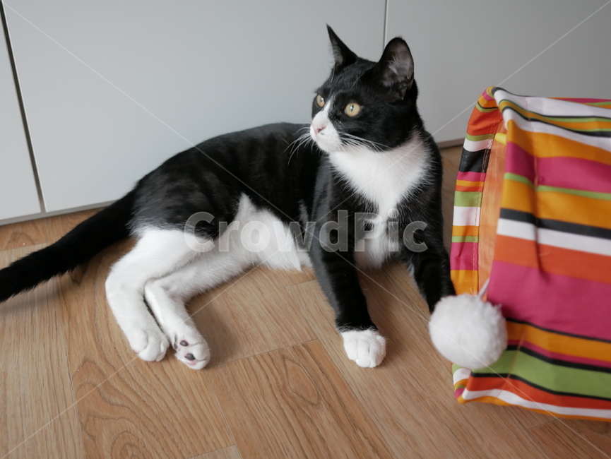 고양이,동물,얼굴,표정,개냥이,귀여운,동물,animal,포유류,mammal,고양이,cat,kitten,kitty