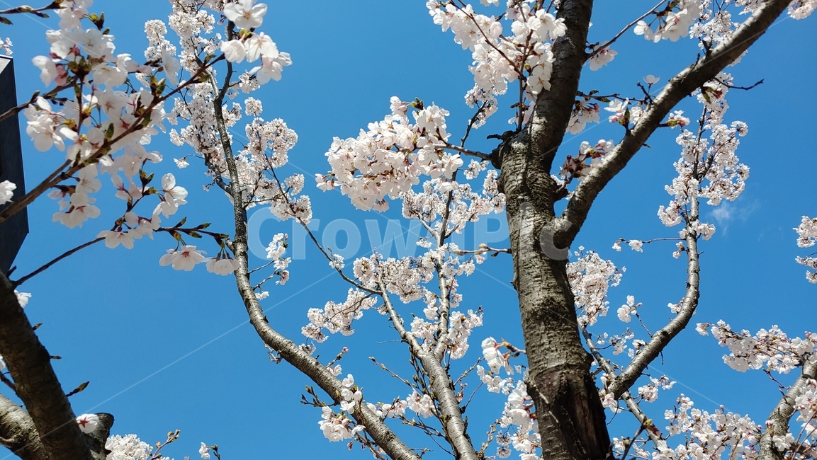 벚꽃,봄,나무,꽃,하늘,파랑,분홍,청량,가지,봄,계절,spring,season,plant,식물,cherry blossom,flower,blossom