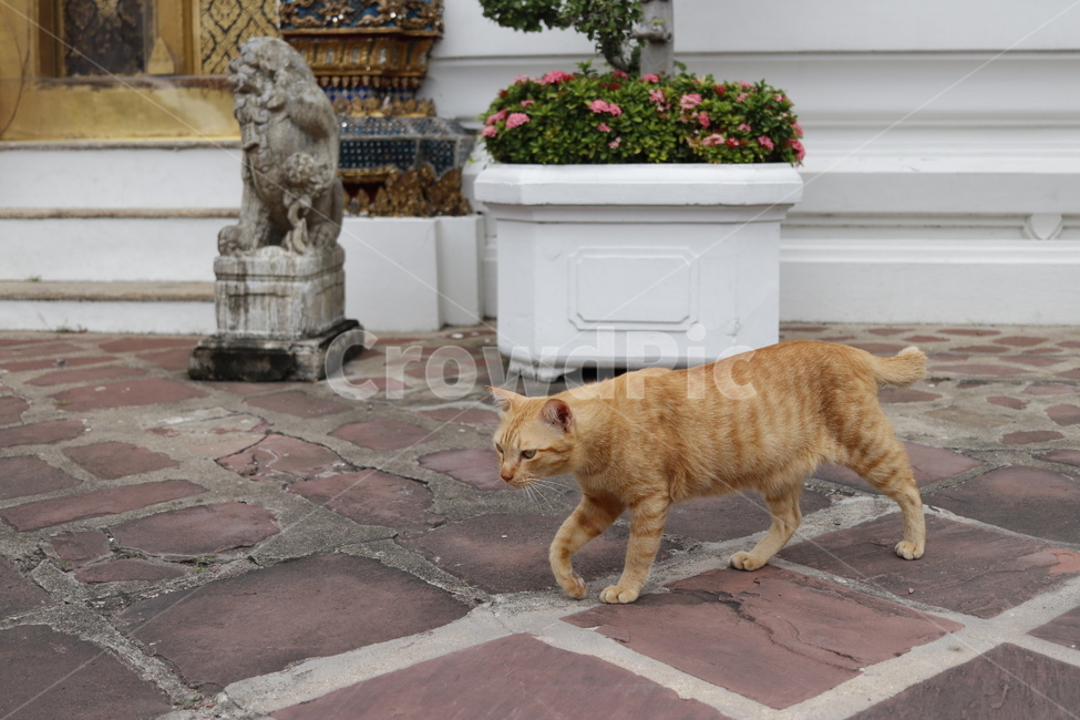 길고양이,고양이,동물,cat,animal,동물,animal,포유류,mammal,고양이,cat,kitten,kitty