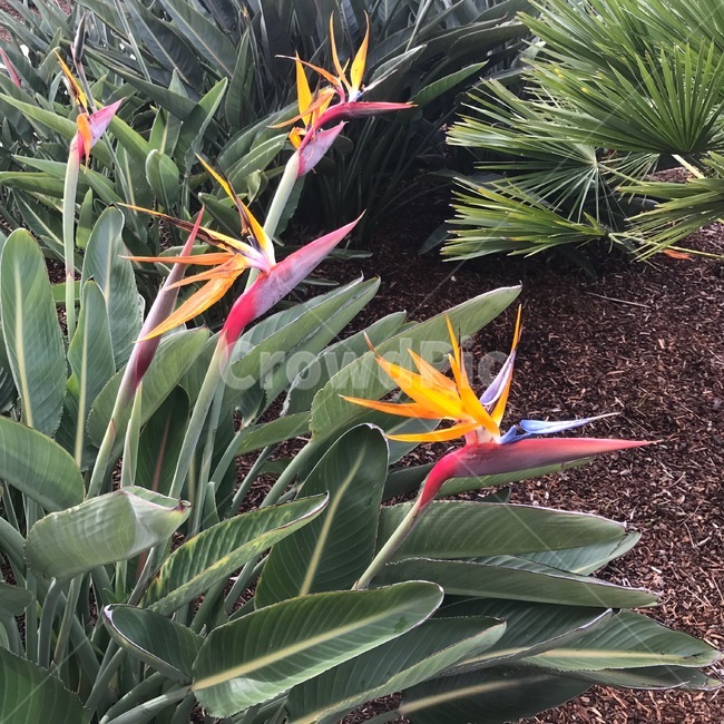 식물,꽃,극락조화,샌디에고,자연,flower,식물,자연,plants,nature,꽃,flower