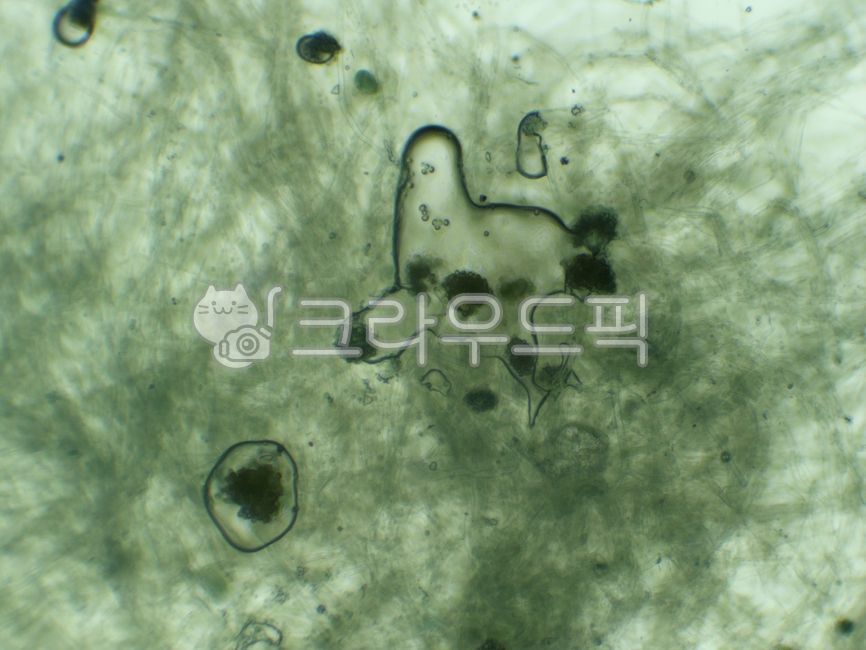 곰팡이,균류,현미경,현미경관찰,현미경확대,포자,곰팡이포자,mycelium,conidia,spores,자연,생물