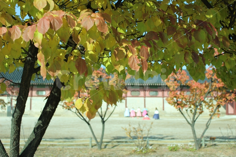 광화문,가을,출사,풍경,단풍,한복,한옥,사람,식물,자연,plants,nature,한국전통,한국문화,korean traditional,korean culture,가을,계절,fall,autumn,season,plant,grass,잔디,tree,나무