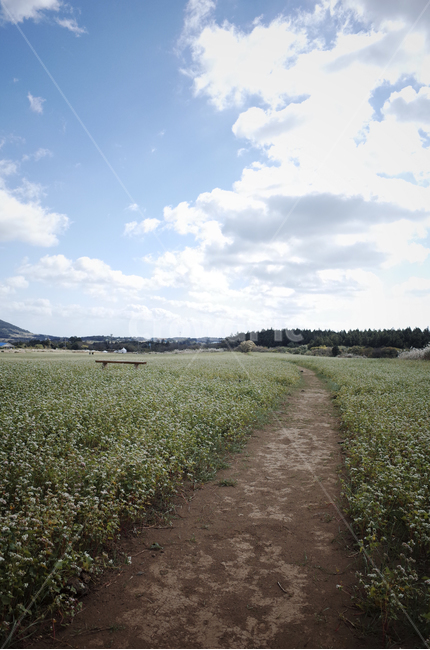 field,들,들판,흰,하얀,white,흰색,흰꽃,하얀꽃,whiteflower,green,초록,푸른,파란,blue,하늘,sky,구름,cloud,자연,nature,ground,바닥,dirtroad,흙길,road,도로