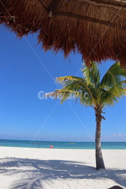 Playa del Carmen,palm tree,palmtree,Beach,mexico,cancun,beach,recreation,Mexico,summer