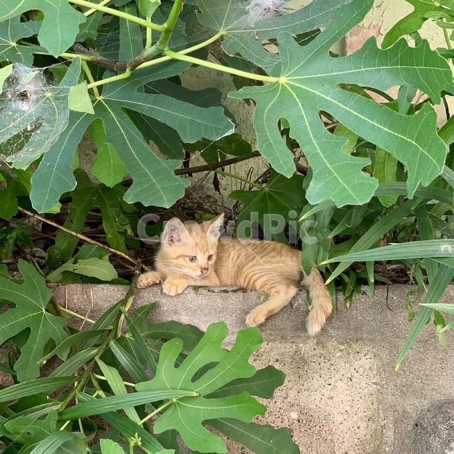 고양이,길고양이,냥이,동물,자연
