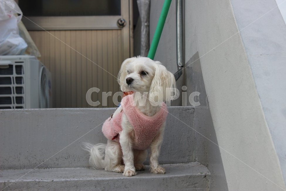 dog,mammal,animal,canine,pet,개,강아지,동물,분홍옷,계단,말티즈,동물,animal,포유류,mammal,개,강아지,dog,doggy