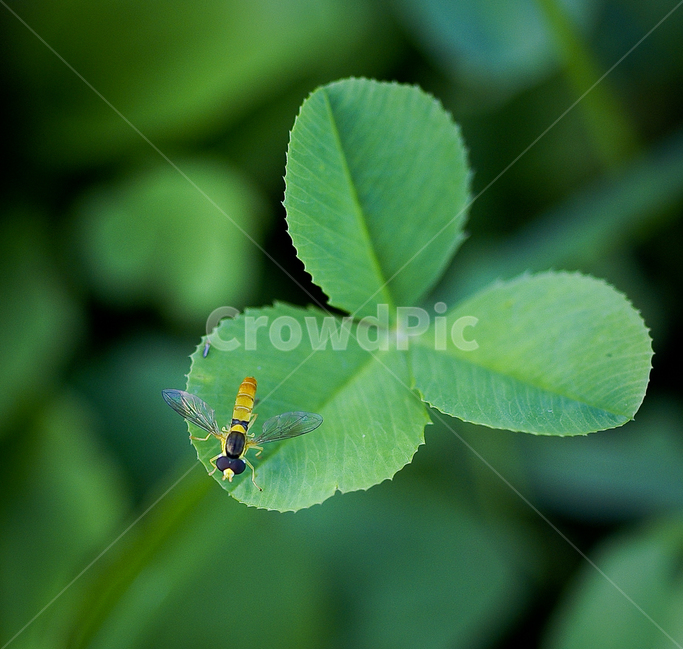클로버,비행,곤충,꽃등애,접사,식물,자연,plants,nature,동물,animal,곤충,벌레,insect,bug