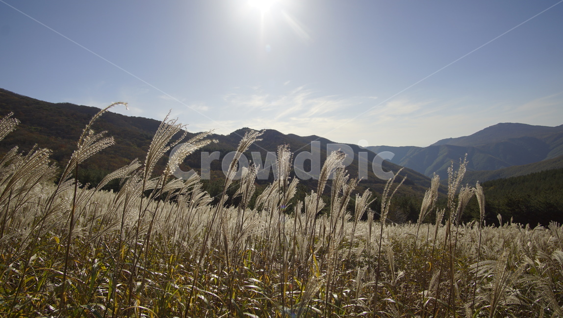 갈대,억새,가을,식물,풍경,계절,grass,lawn,reed,plant,autumn,season,landscape,가을,계절,fall,autumn,season,잔디