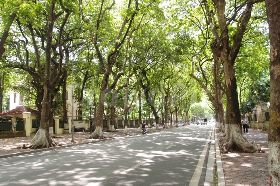 가로수길,자연,나무,하노이,푸르름,초록,자연,풍경,nature,landscape,도시,city,해외,외국,세계,foreign,oversea,world,tree,plant,식물,outdoors,옥외,tree trunk,나무 줄기,garden,정원,arbour,정자