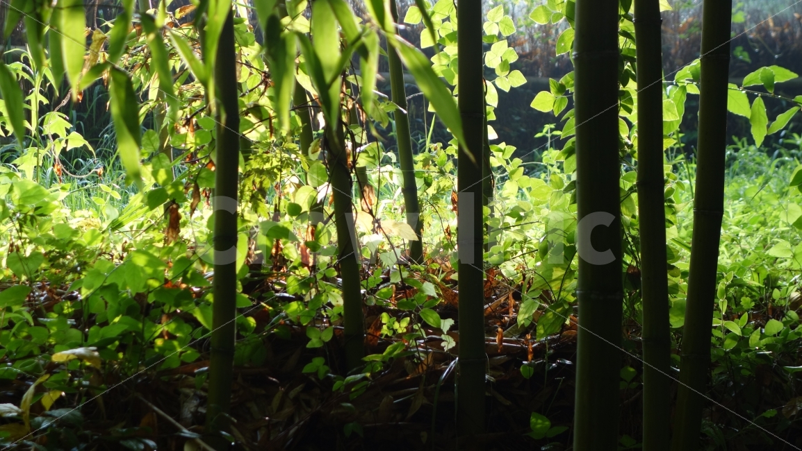 숲,하늘,담양,죽림원,배경,감성,대나무,나무,구름,홈페이지,식물,자연,plants,nature