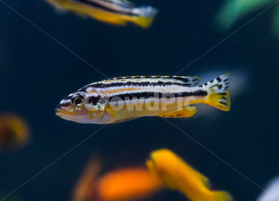 시클리드,담수어,물고기,아쿠아리움,수족관,동물,animal,어류,물고기,fish