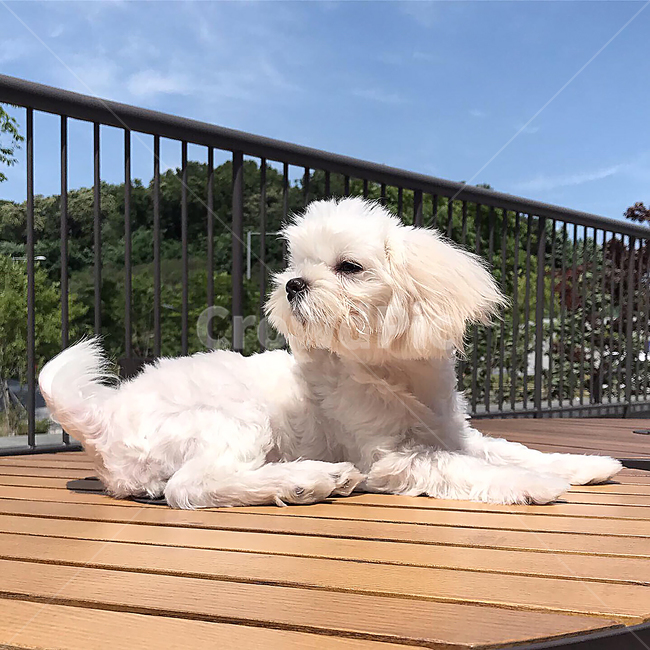 pet,animal,동물,dog,white,maltese,baby,포유류,반려견,강아지,동물,animal,포유류,mammal,개,강아지,dog,doggy