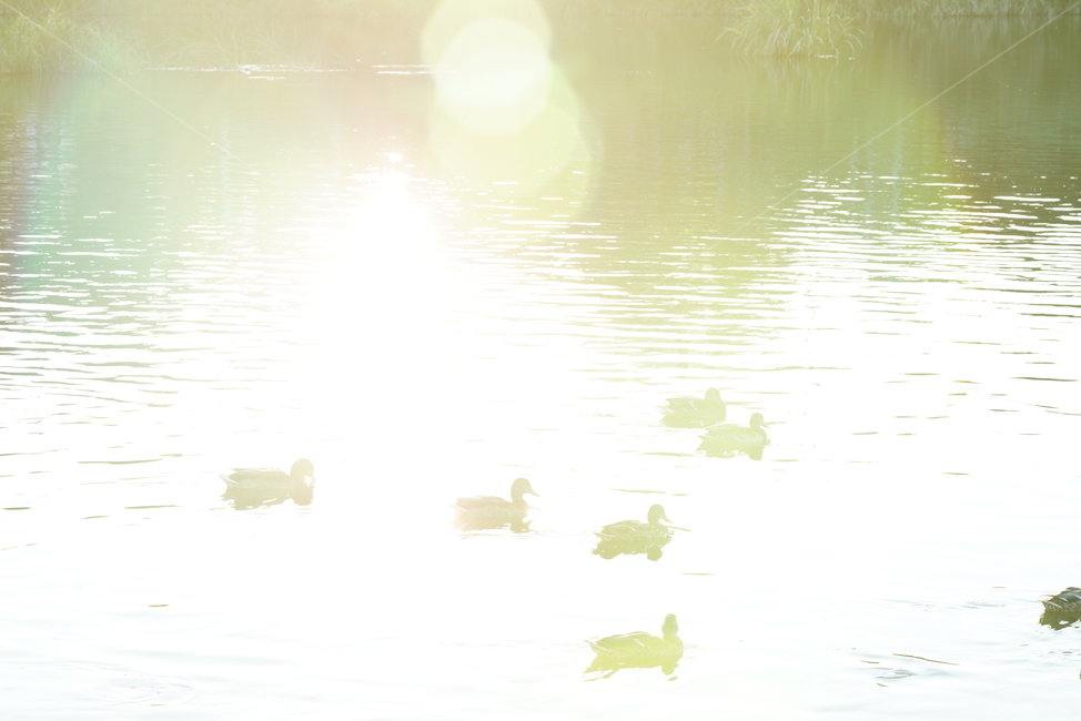 오리,새,생물,동물,duck,bird,생명,동물,animal,조류,새,birds