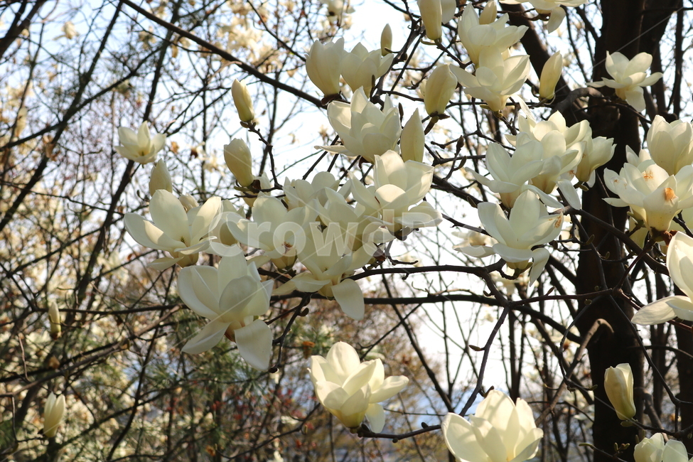 목련,꽃,목련꽃,나무,식물,흰꽃,봄,자연,식물,자연,plants,nature,꽃,flower