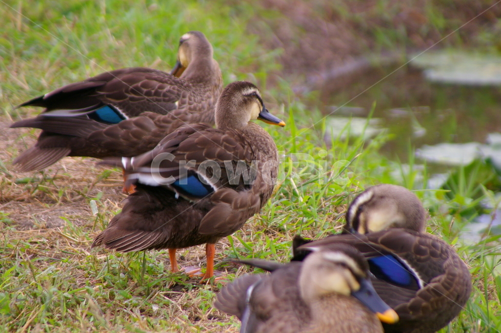 귀여운,야외,옥외,animal,동물,bird,새,waterfowl,물새,duck,오리,mallard,청둥오리,동물,animal,조류,새,birds
