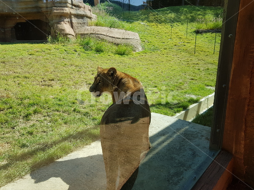 사자,사자우리,서울대공원,동물원사자,암사자,동물,animal,포유류,mammal