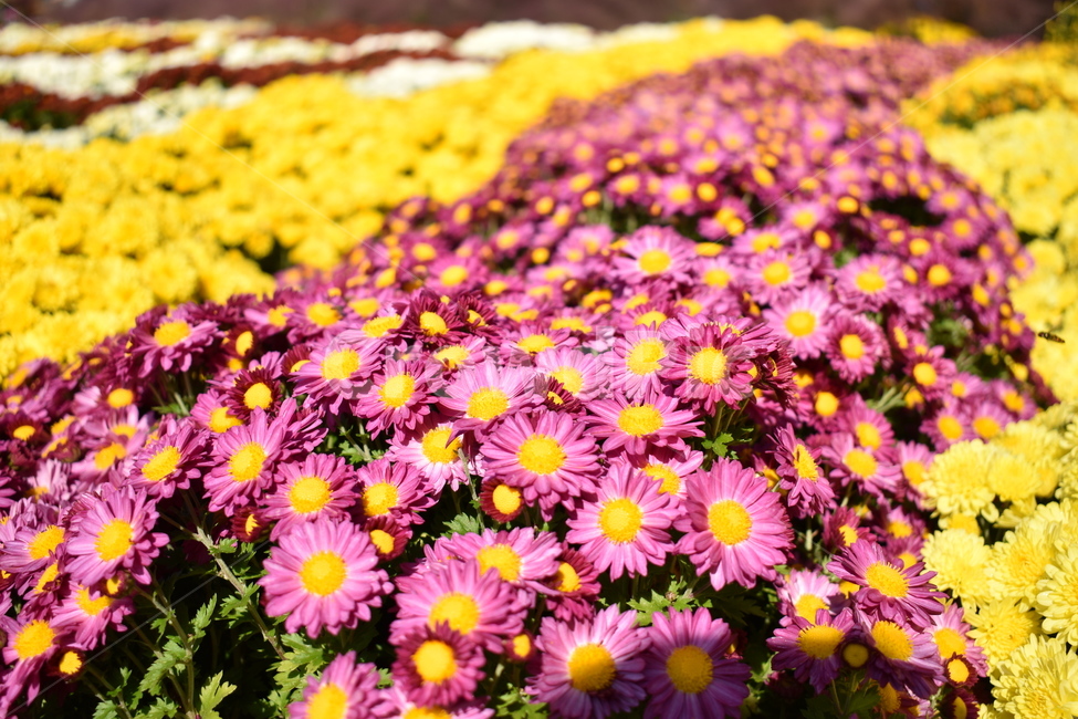 꽃,국화,식물,꽃길,맑음,식물,자연,plants,nature,꽃,flower
