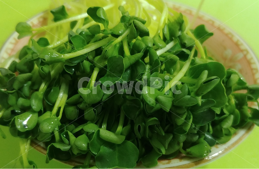 무순,채소,새싹채소,새싹,초록,음식,식재료,요리,food,cook,meal,dishes,food reserves,채소,야채,vegetables