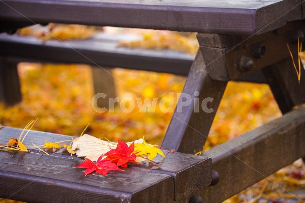 낙엽,가을,탁자,자연,식물,계절,잎,잎파리,잎새,가을,계절,fall,autumn,season,leaf,plant