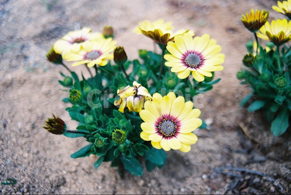꽃,flower,꽃접사,꽃사진,봄꽃,봄,계절,spring,season,식물,자연,plants,nature,꽃,flower,plant