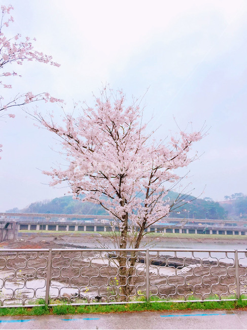 봄,벚꽃,꽃,순천,봄꽃,풍경,꽃길,벚꽃길,벛꽃나무,나무,꽃나무