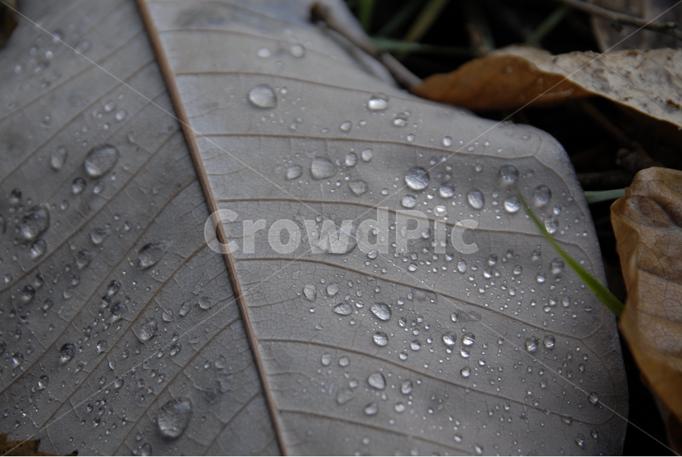 낙엽,물방울,잎,차분한,조용한,가을,계절,fall,autumn,season,leaf,plant,식물