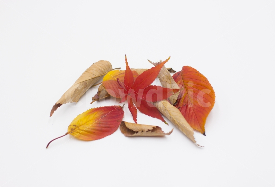 낙엽,흰배경,whitebackground,autumn,leaf,잎,계절,노랑,질감,식물,질감효과,자연,장식품,주황색,11월,다양,식물학,환경,plant,bright,vertical,falling,season,backdrop,forest,가을,계절,fall,autumn,season,식물,자연,plants,nature,누끼,remove background