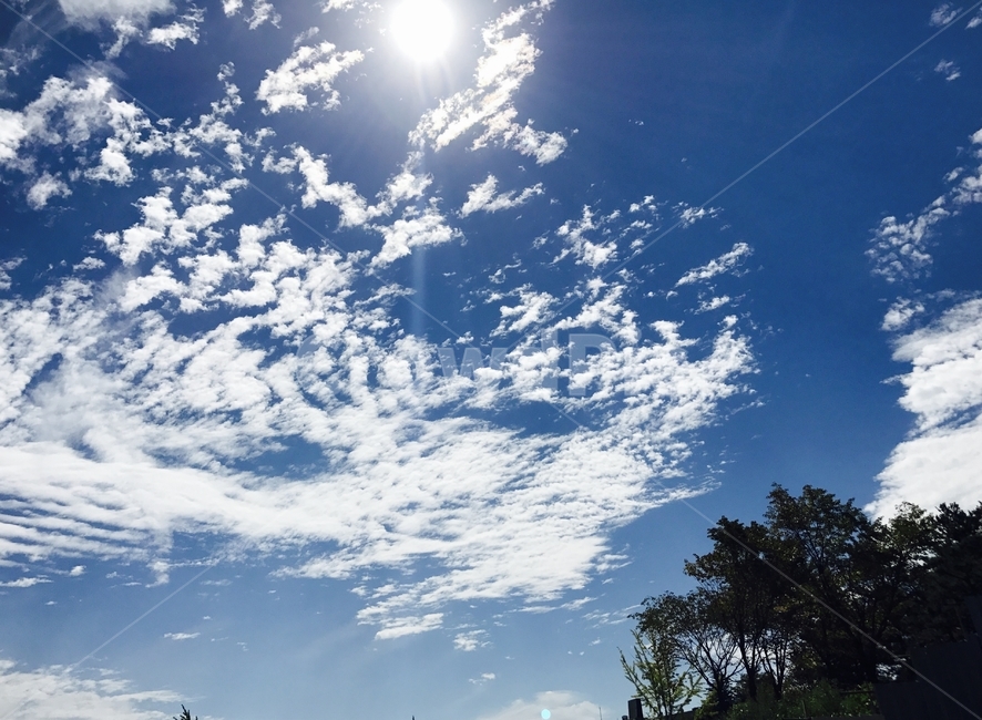 하늘,구름,태양,나무,sun,sky,자연,풍경,nature,landscape,outdoors,옥외