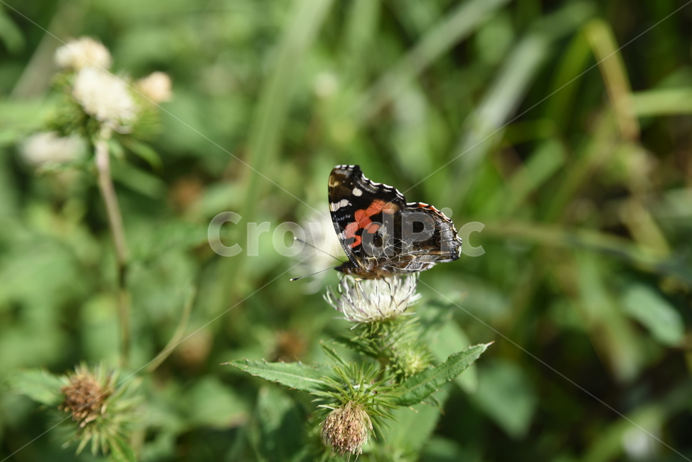 nature,나비,자연,장안산,산,곤충,곤충,벌레,insect,bug