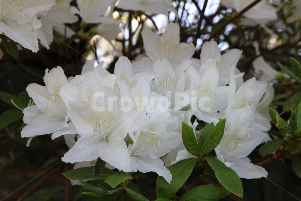 꽃,철쭉,철쭉꽃,진달래,식물,나무,흰꽃,자연,봄,식물,자연,plants,nature,꽃,flower