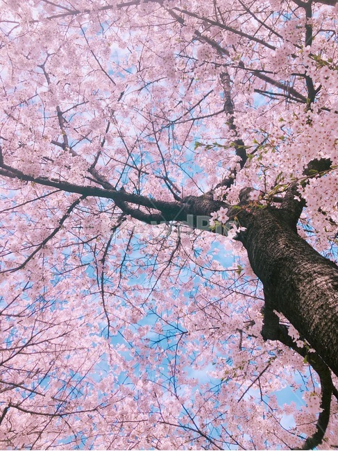하늘,벚꽃,나무,꽃,봄,분홍,색감,평화로운,편안한,힐링,치유,여유,자연,풍경,계절,spring,pink,cherryblossom,flower,tree,nature,rest,relaxation,healing