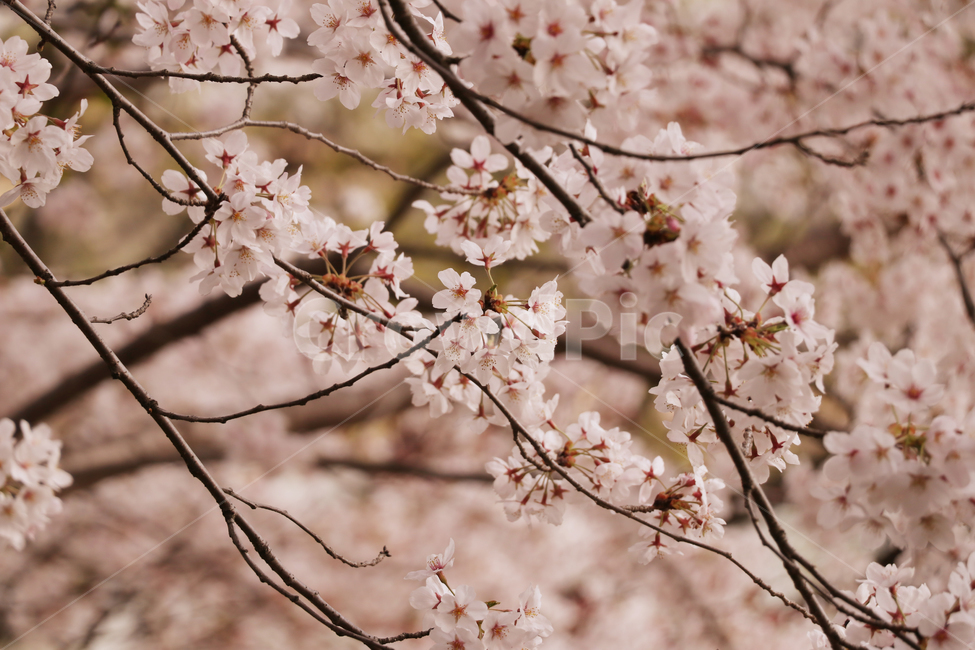 벚꽃,벚꽃나무,봄,자연,나무,풍경,계절,꽃,감성,식물,핑크,flower,spring,plants,season,tree,nature,봄,계절,spring,season,식물,자연,plants,nature,꽃,flower,plant,blossom